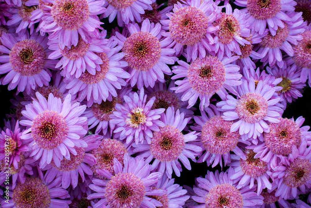 Pink and lilac chrysanthemum flowers. Nature background. Pink and lilac chrysanthemum flowers. Nature background.