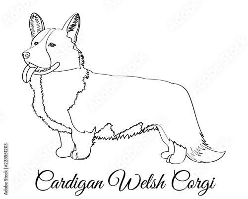 Cardigan Welsh corgi dog coloring