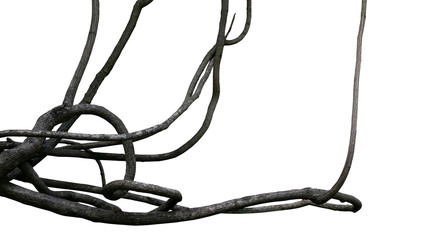 Dark woody vines messy liana plant or jungle tree branches isolated on white background, clipping path included.