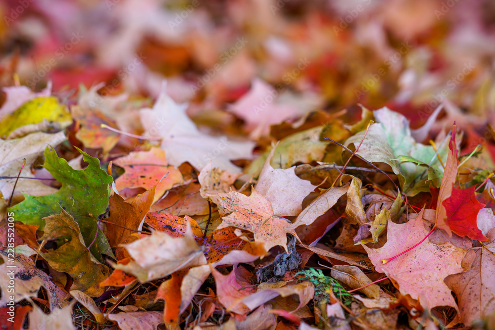 Buntes Herbstlaub auf dem Waldboden Buntes Herbstlaub auf dem Waldboden