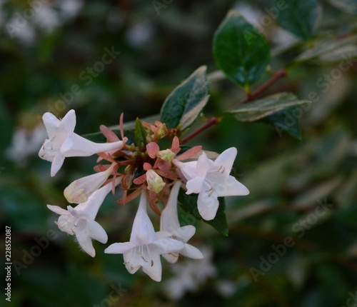 White honeysuckle flowers photo