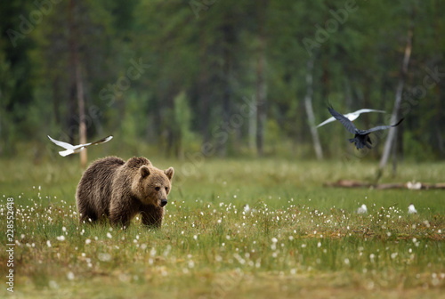 Photography Eurasian Brown bear in the swamp
