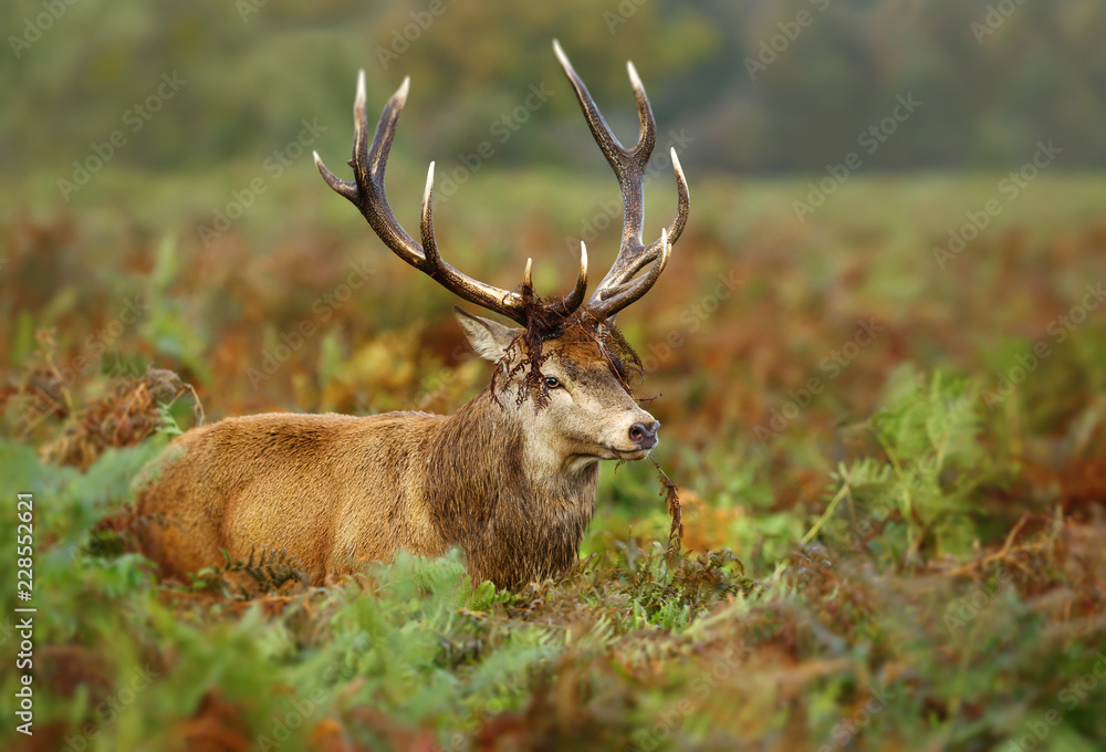 Close up of a red deer in autumn Close up of a red deer in autumn