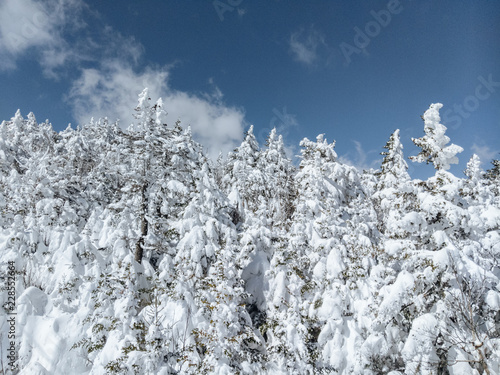 Fresh mountain powder covers alpine trees after heavy winter snowfall