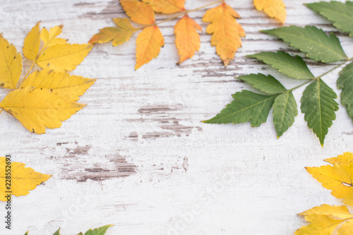 Autumn falling leaves isolated on wooden background 