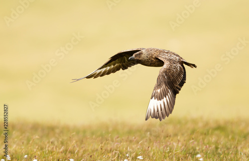 Close up of Great skua in flight © giedriius