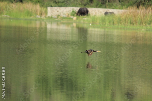 flying bird upto water