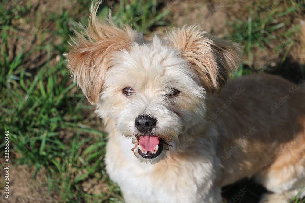 small funny havanese is sitting in the garden and looking up to the camera small funny havanese is sitting in the garden and looking up to the camera