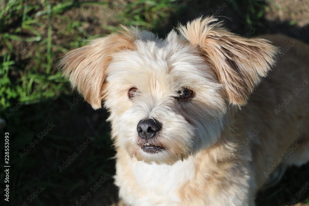 small funny havanese is sitting in the garden and looking up to the camera small funny havanese is sitting in the garden and looking up to the camera