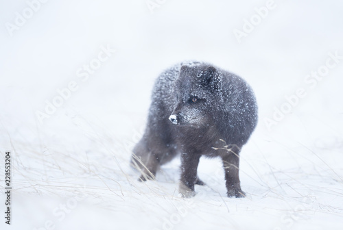 Arctic fox standing in the snow photo