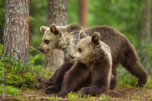 Two young Eurasian brown bears in forest