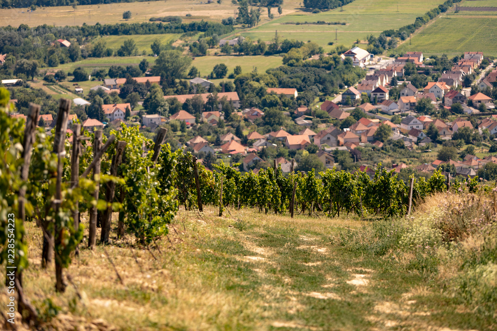 Vineyards on a hill with the city of Tokaj in the distance