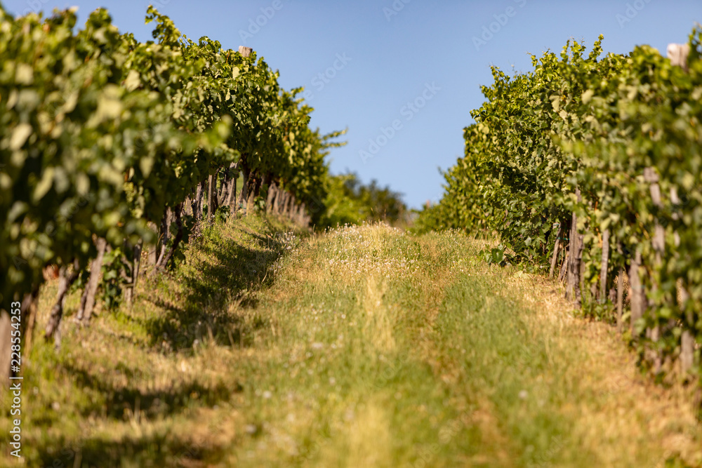 Vineyards in the Tokaj region