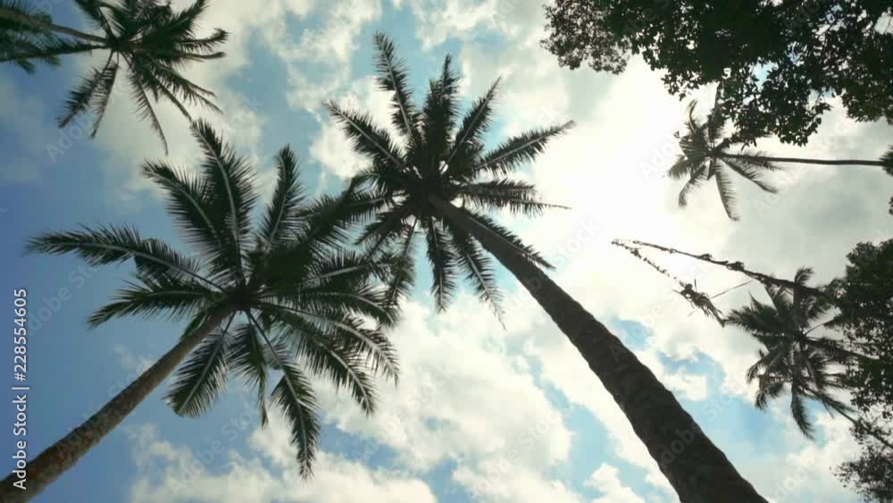 Cloudy sky, palm trees, bottom view. Cloudy sky, palm trees, bottom view.