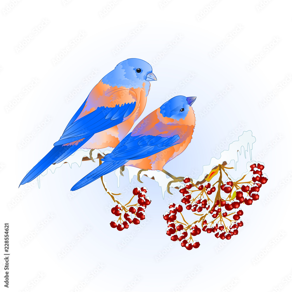 Birds thrush small Bluebirds  songbirdons on on snowy tree rowan and berry winter background vintage vector illustration editable hand draw