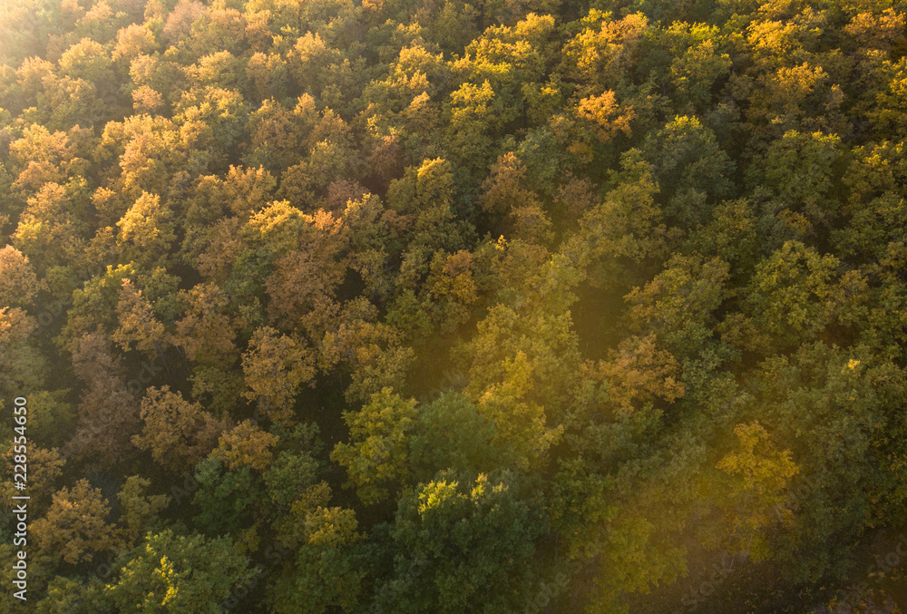 Autumn forest - aerial view