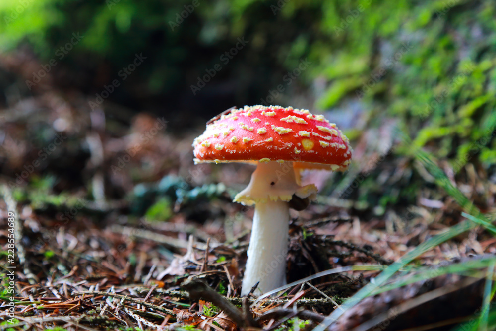 Fototapeta premium fly amanita mushroom in the forest