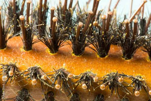 Comb hair close-up as background photo