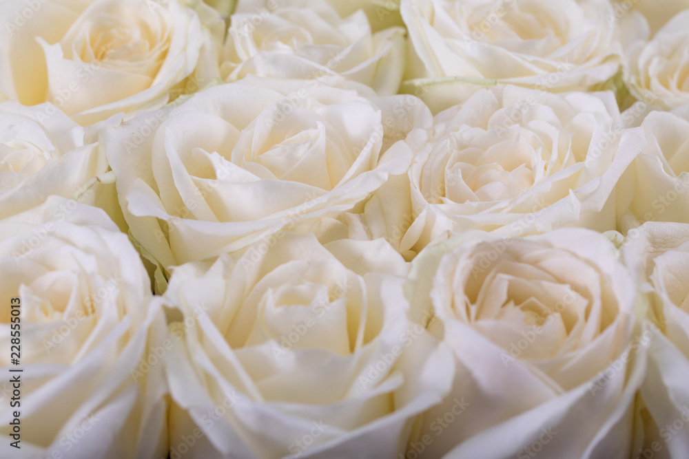 Abstract background of flowers. Roses
Abstract background of flowers. Roses