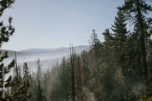 early morning in the forest