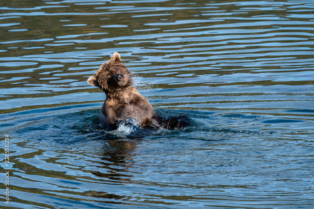 Brown bear playing in the Brooks River, Katmai National Park, Alaska, USA
Brown bear playing in the Brooks River, Katmai National Park, Alaska, USA
