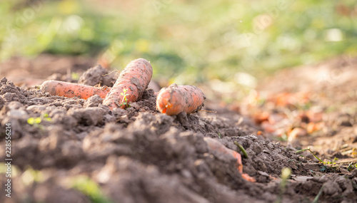 Reife, saftige Karotten auf geerntetem Karottenfeld © Patrick Daxenbichler