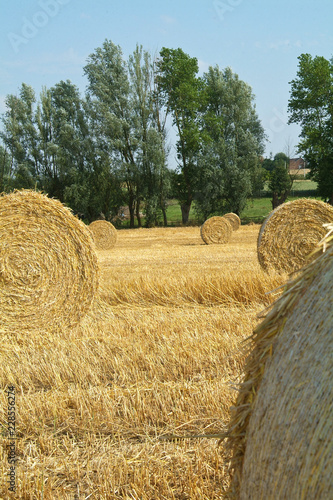 Belgique Moisson ete agriculture culture cereales escourgeon ferme fermier champ paysage balot paille transport photo