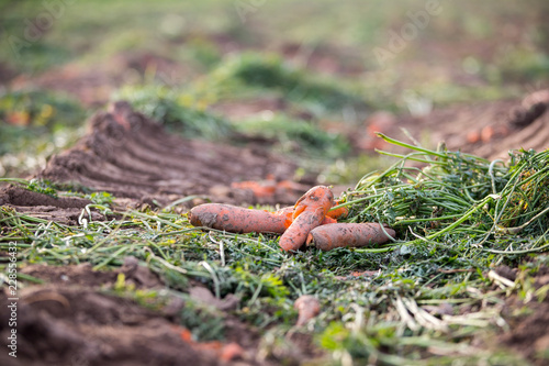 Reife, saftige Karotten auf geerntetem Karottenfeld