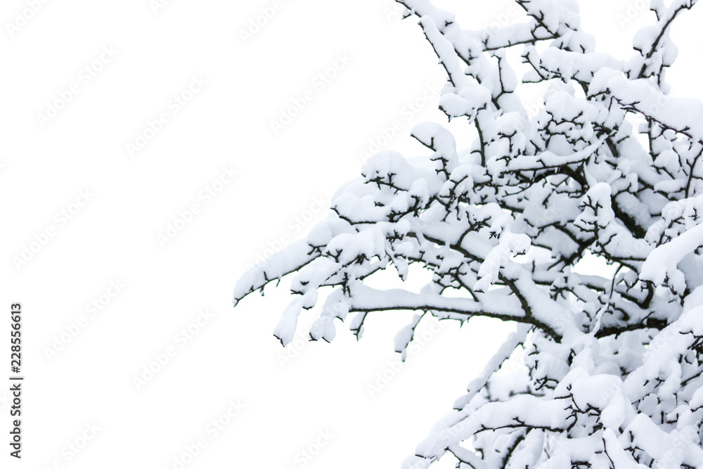 Obraz premium Winter snow tree
