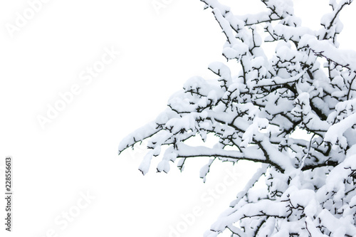 Winter snow tree