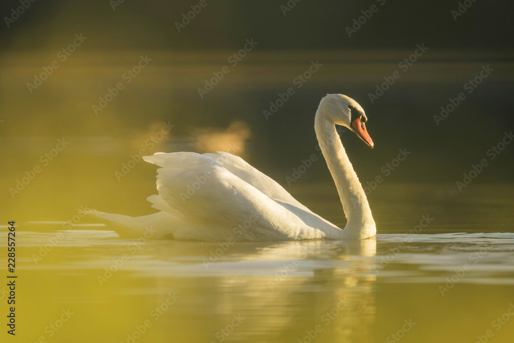 swan with golden atmosphere swan with golden atmosphere