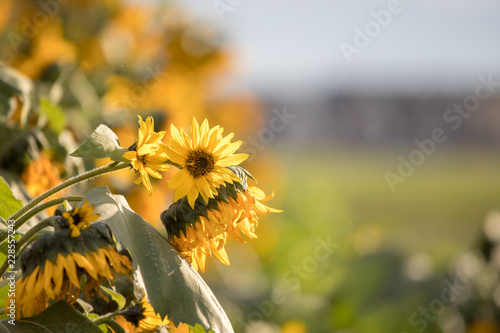 Fototapeta Naklejka Na Ścianę i Meble -  Sonnenblumenfeld, Blüten