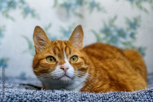 Fototapeta Naklejka Na Ścianę i Meble -  portrait of a lying red cat