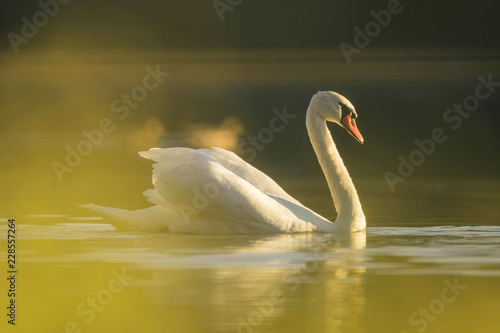 Fototapeta Naklejka Na Ścianę i Meble -  swan with golden atmosphere