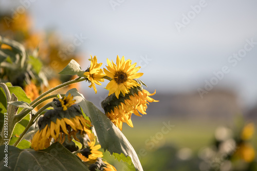 Fototapeta Naklejka Na Ścianę i Meble -  Sonnenblumenfeld, Blüten