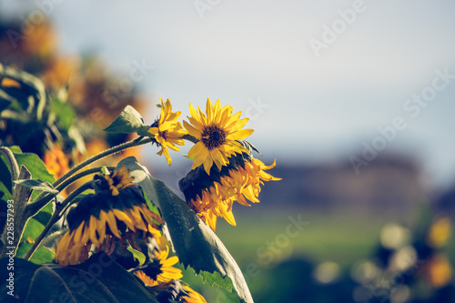 Fototapeta Naklejka Na Ścianę i Meble -  Sonnenblumenfeld, Blüten
