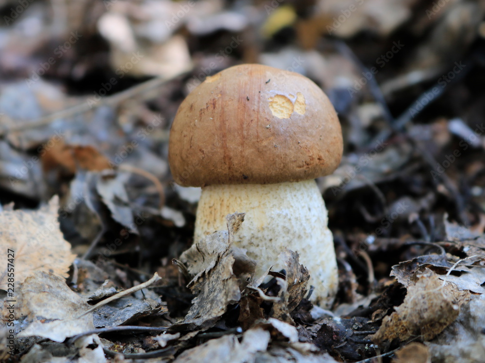 Boletus mushroom close-up Boletus mushroom close-up
