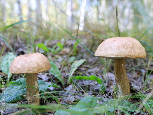 Two boletus mushrooms in a birch forest