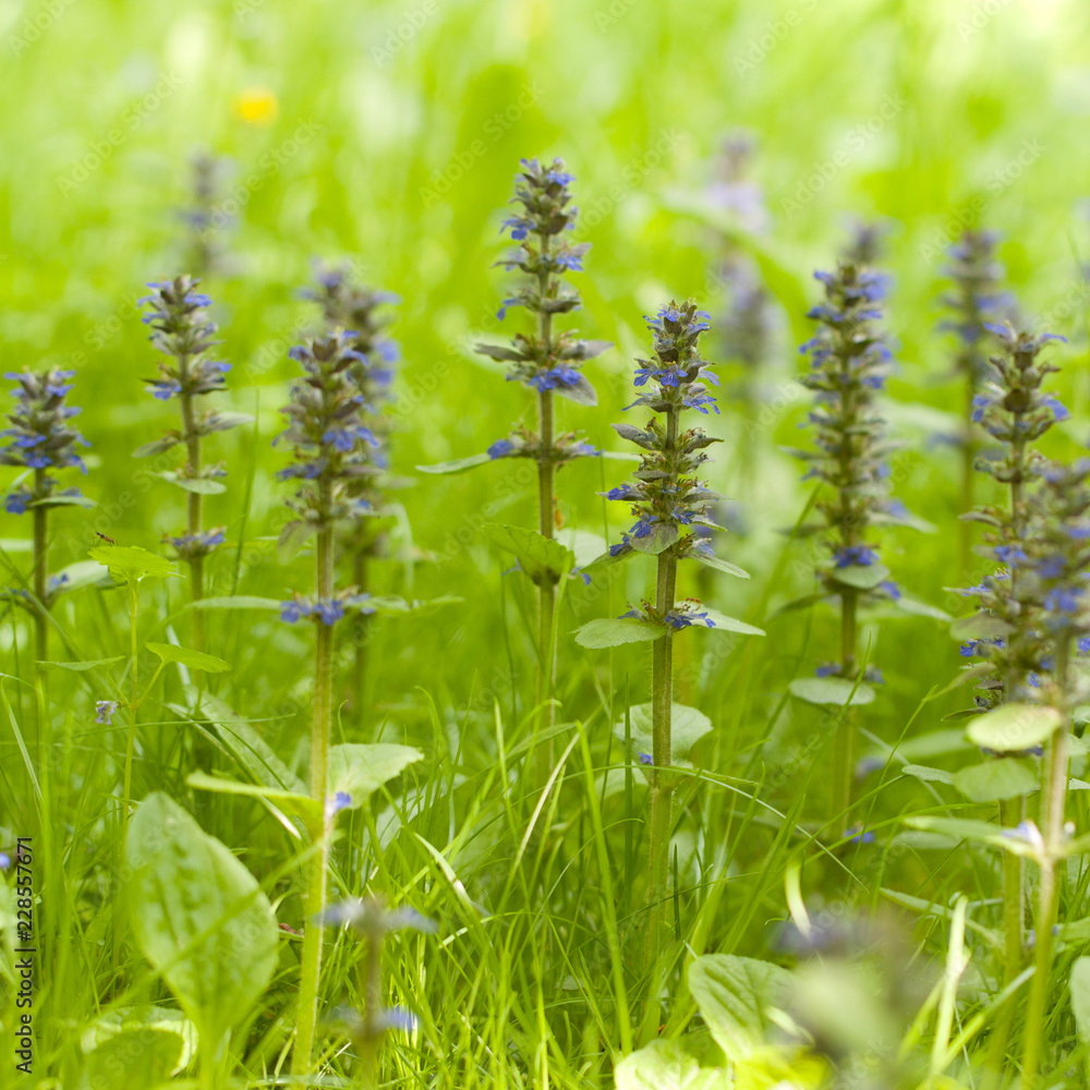 Fototapeta premium densely growing grass and flowers of stachys growing on the summer forest edge