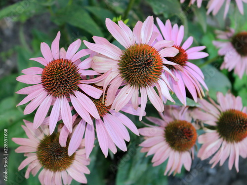 Pink Echinacea in the flower bed close-up