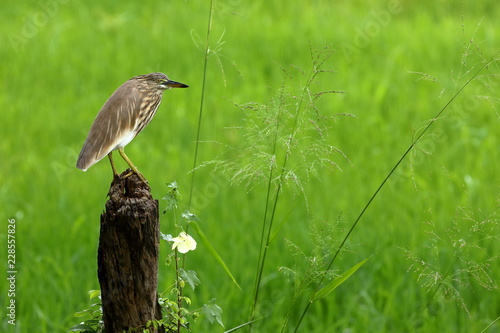 Paddyreiher im Reisfeld  photo