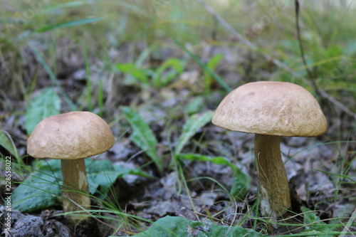 Two mushrooms boletus close-up