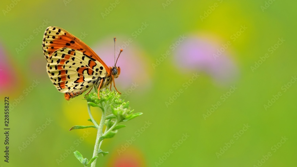 Melitaea didyma  471