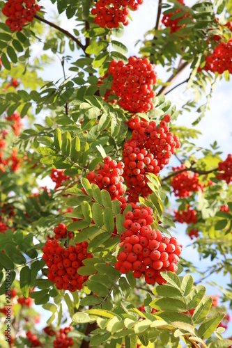 Bunches of ripe rowan on a tree.