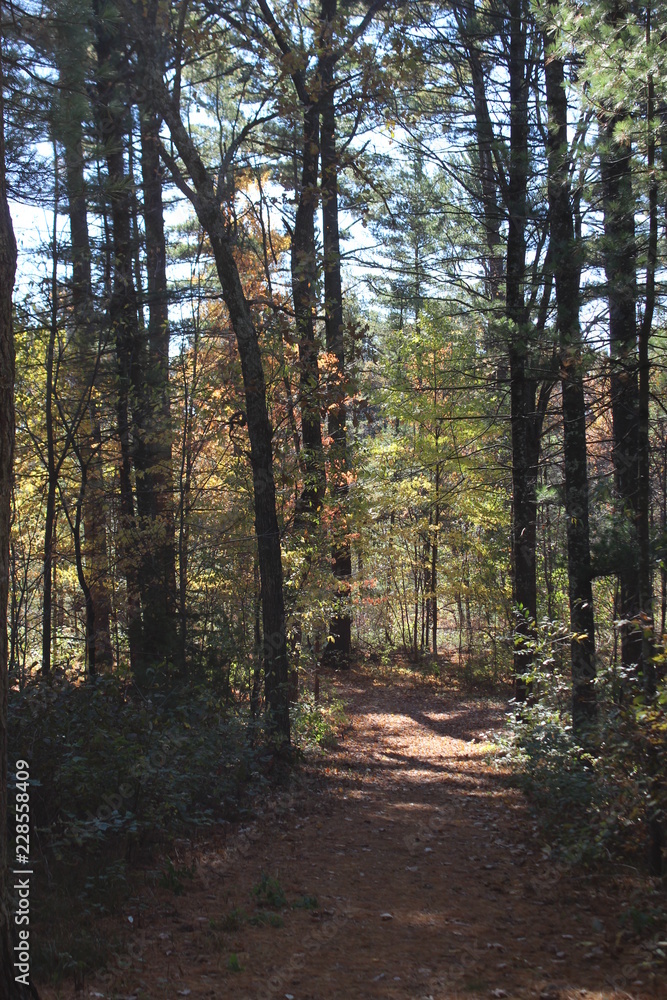 Obraz premium curving tree by trail