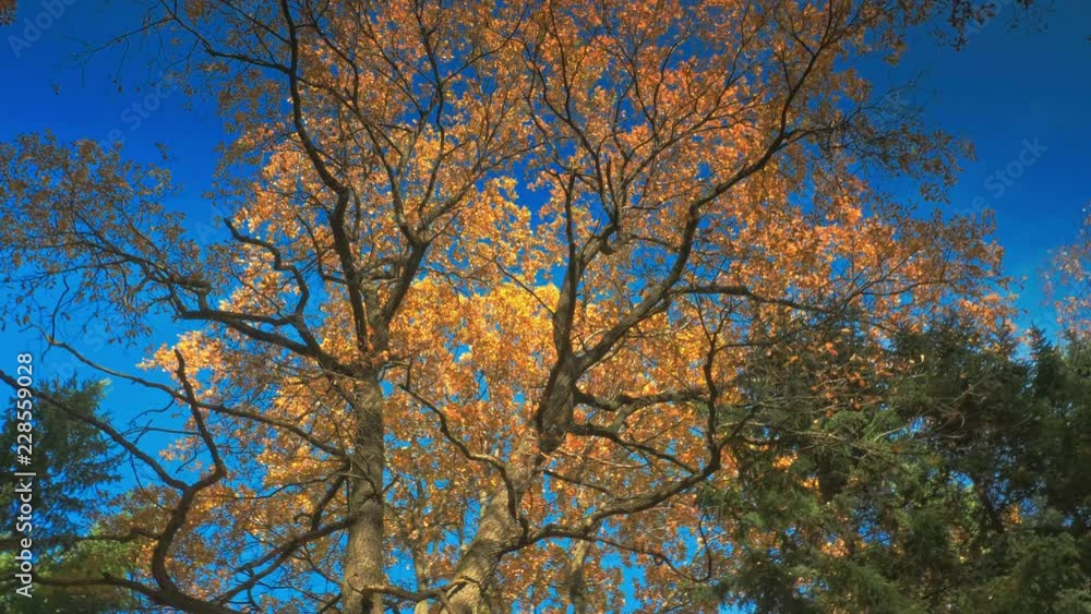 Autumn forest with golden yellow leaves and blue sky on background, sunlight through trees, perfect beautiful weather Autumn forest with golden yellow leaves and blue sky on background, sunlight through trees, perfect beautiful weather