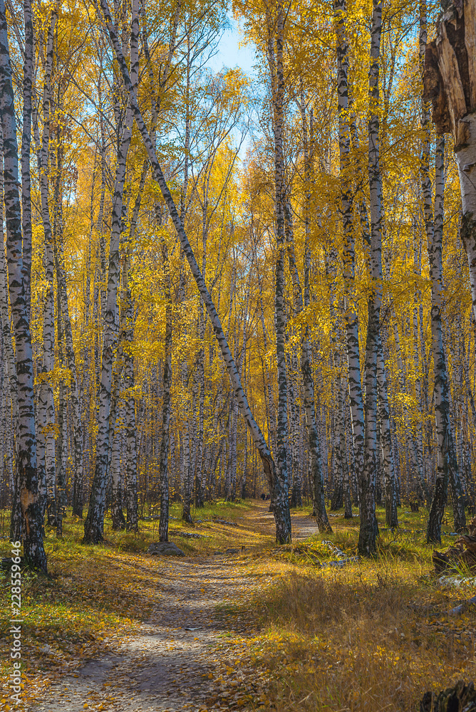 Beautiful autumn landscape: yellow birch forest on sunny day