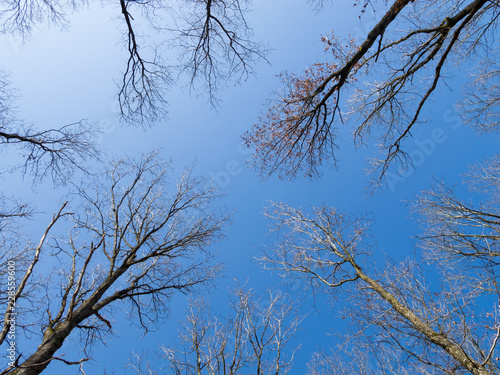 chênes en contre plongée sur ciel bleu