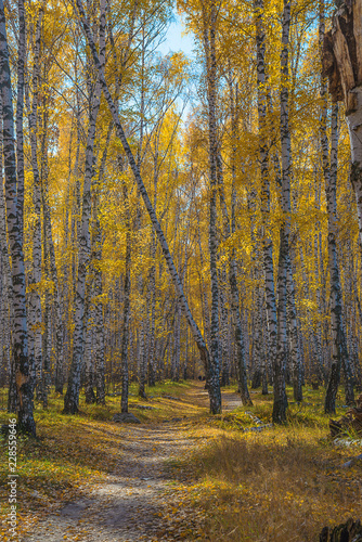 Beautiful autumn landscape: yellow birch forest on sunny day