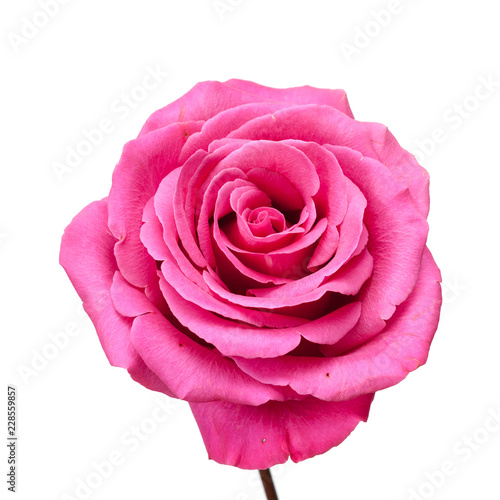 Pink rose on white.